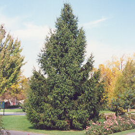 Plant Photo 6