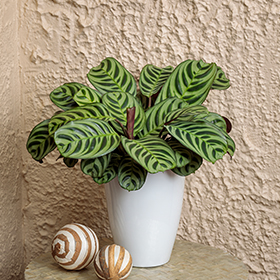 Plant Photo 5