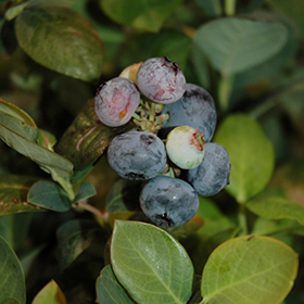 Plant Photo 9