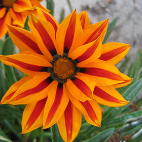 Plant Photo 2