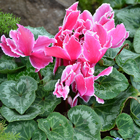 Plant Photo 9