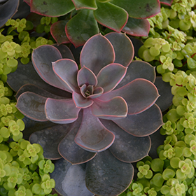 Plant Photo 9