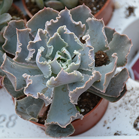Plant Photo 5