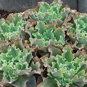 Plant Photo 7