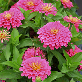 Plant Photo 4