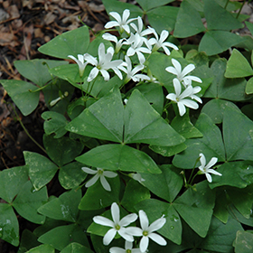 Plant Photo 8