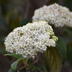 Plant Photo 10