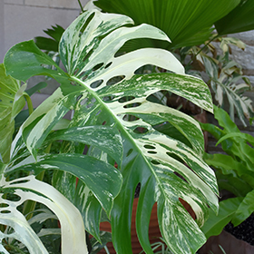 Plant Photo 1