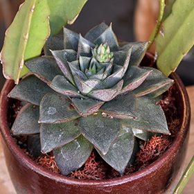 Plant Photo 10