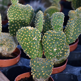 Plant Photo 7