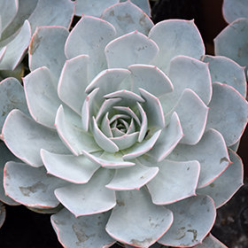Plant Photo 6