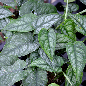 Plant Photo 3