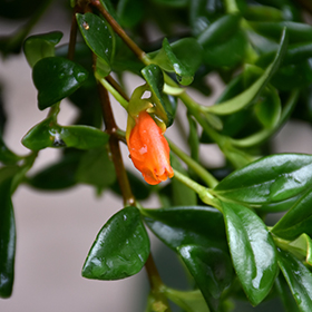 Plant Photo 5