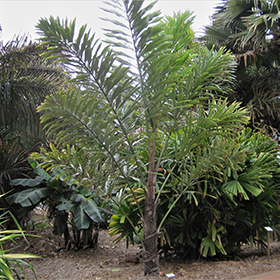 Plant Photo 1