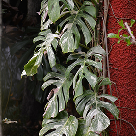 Plant Photo 2
