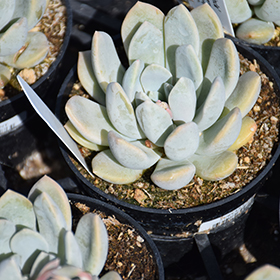 Plant Photo 8