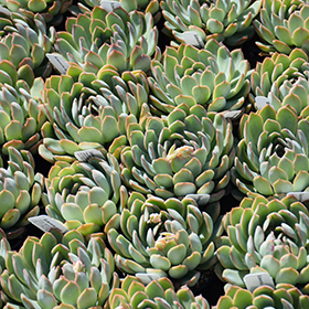 Plant Photo 4