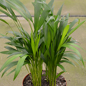 Plant Photo 3