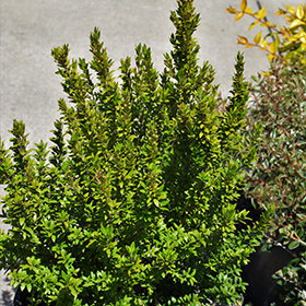 Plant Photo 4