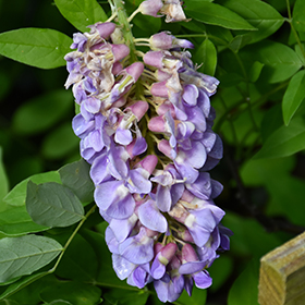 Plant Photo 7