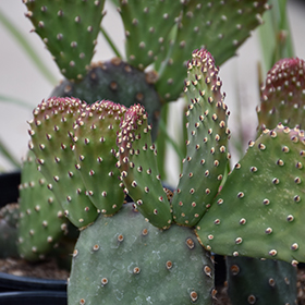 Plant Photo 6