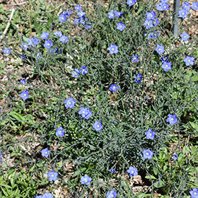 Plant Photo 8