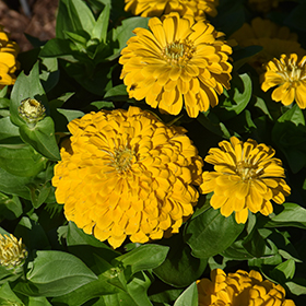 Plant Photo 6
